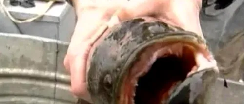 Frankenfish, răpitorul care i-a îngrozit pe americani. VIDEO