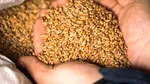 Ucraina caută rute alternative pentru a-și exporta cerealele după ce Rusia a paralizat porturile Kievului de la Marea Neagră