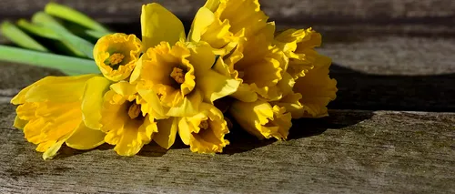 Simbolistica narciselor galbene, considerate și florile Paștelui