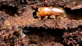 Cariile de lemn: cum le recunoști, ce riscuri aduc și cum poți scăpa de ele