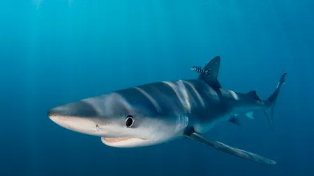 Doi copii au fost atacați de rechini în statul New York