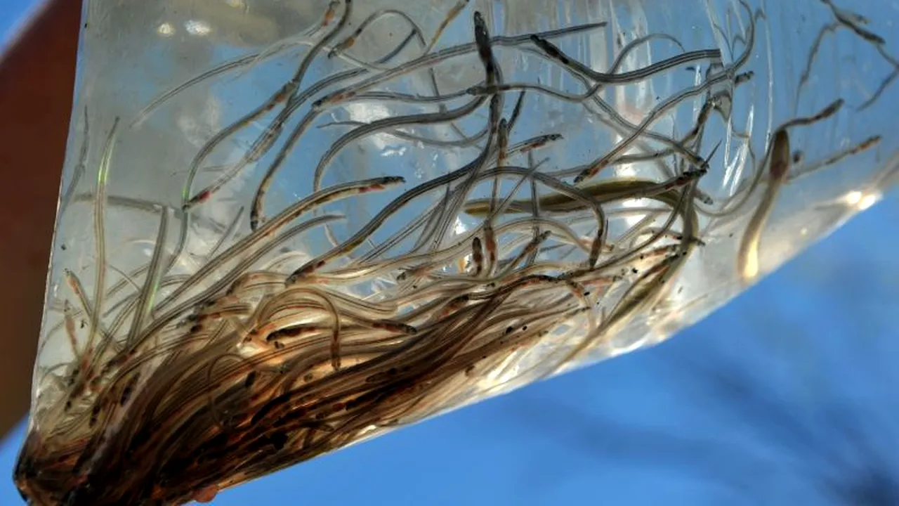 Doi chinezi au încercat să treacă vama la bulgari cu două milioane de pui. Ce au pățit după ce polițiștii au descoperit specialitățile