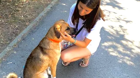 Primăria Capitalei va steriliza gratuit 10.000 de câini și pisici fără pedigree, dar care au stăpâni