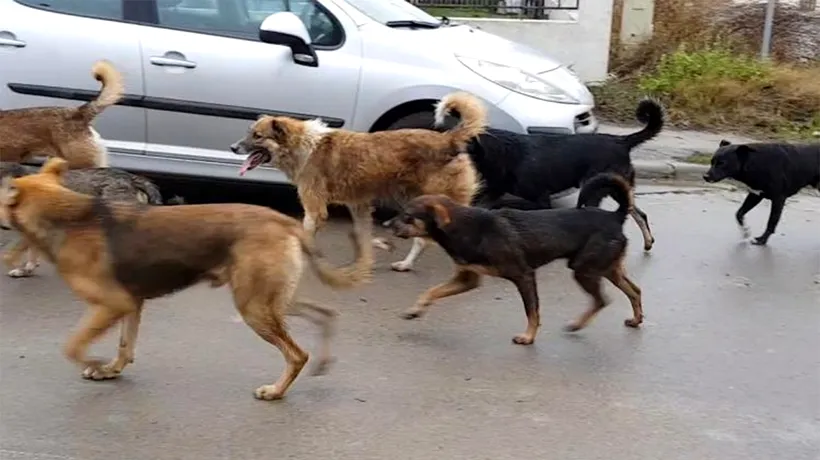 Orașul mare din România invadat de câini: Mai nou sar și la mașini