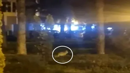 O vulpe și-a făcut apariția prin Complexul Studențesc din Timișoara, în zona unui fast-food. Momentul a fost filmat și postat pe rețelele sociale