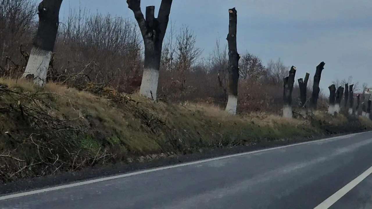 Iași. Șefii județului au decis tăierea a peste 1.000 de arbori: „Risc pentru circulație”