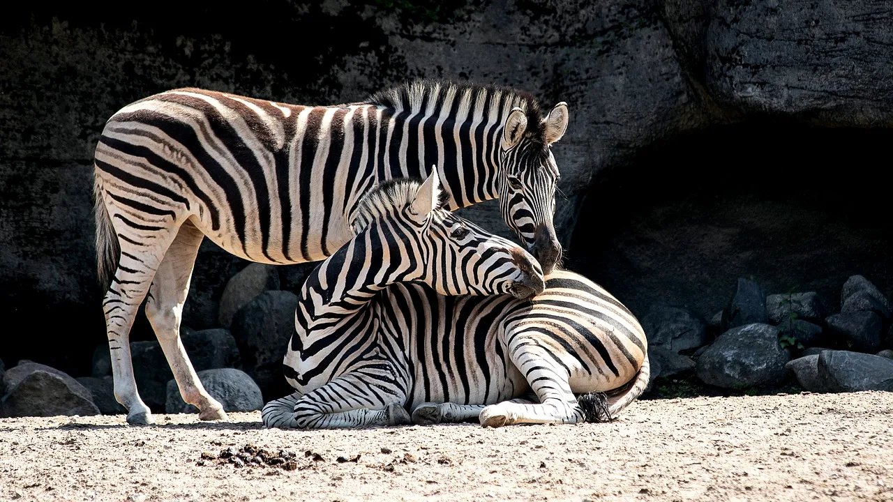 O grădină zoologică își vaccinează animalele împotriva COVID-19