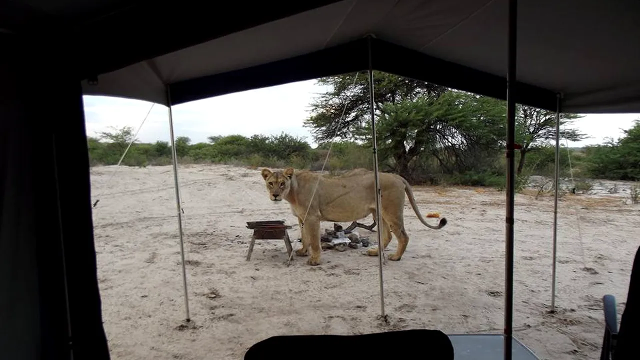 Au petrecut noaptea în cort, iar când s-au trezit trei lei le stăteau la picioare