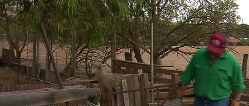 Un australian a renunțat la două lăzi de bere pentru a-l salva pe Joey, un „berbec-unicorn - VIDEO