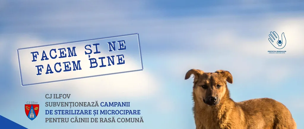 Consiliul Județean ILFOV promovează o nouă campanie de STERILIZARE gratuită a animalelor fără STĂPÂN