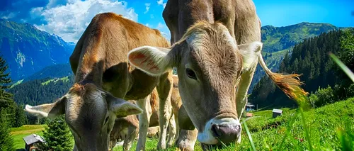 Vaca și tehnologia. Tehnologia 5G pătrunde și în ferme