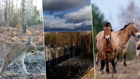 Viața revine la Cernobîl. Sanctuarul morții radioactive se transformă într-o rezervație naturală