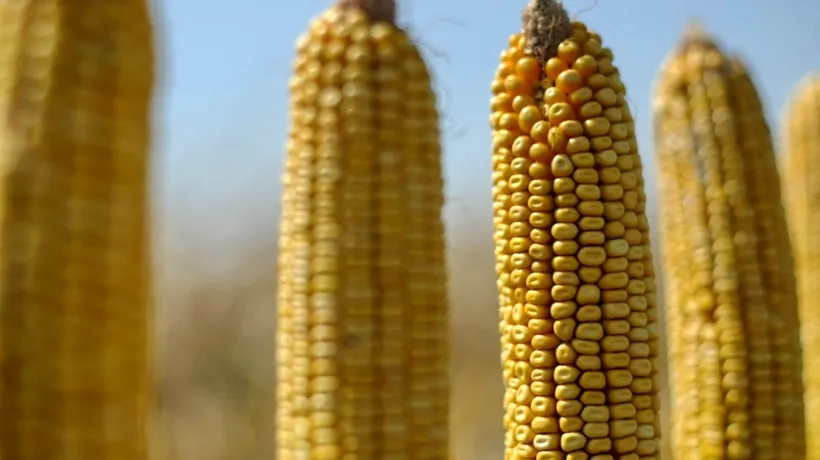 Porumb cu aflatoxină găsit într-un depozit din Dolj al Cerealcom, pus sub sechestru