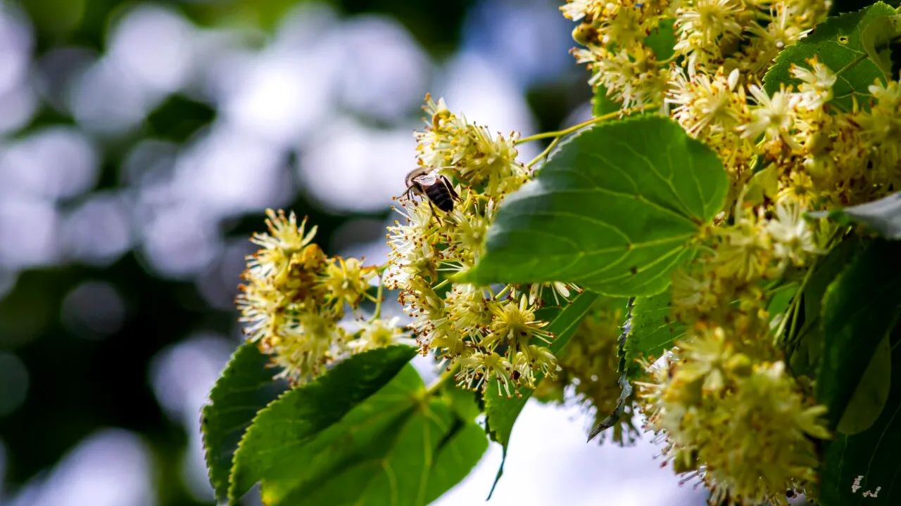 În ce perioadă din an este bine să plantezi teiul. Etapele peste care să nu sari, pentru ca arborele să se dezvolte corect