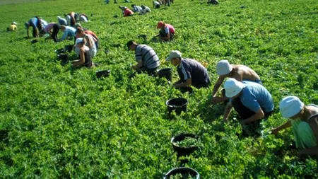 Românii plecați la muncă în străinătate își strigă disperarea. „Merită, oare, SACRIFICIUL?”