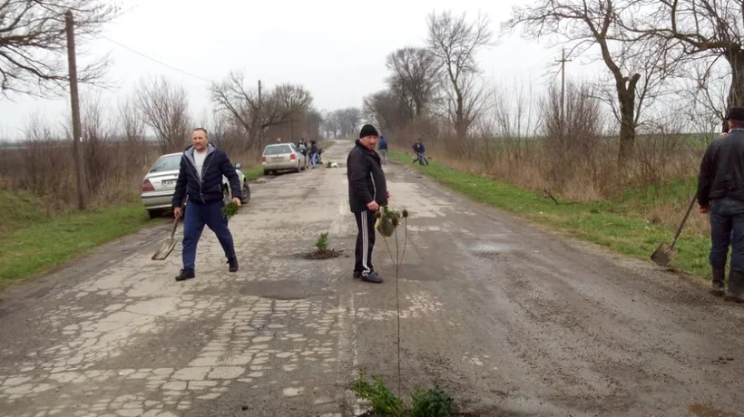 Protest inedit la Arad: cum arată acum un drum după ce s-au plantat copaci în gropi