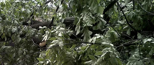 Furtună în București și Ilfov: Mai mulți copaci au fost doborâți de vânt. Două persoane rănite