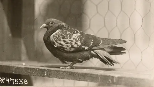 Mesaj expediat acum 100 de ani cu un porumbel voiajor, descoperit în Franța de doi tineri ieșiți la plimbare - VIDEO