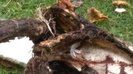 O lebădă regală a fost ucisă și gătită pe grătar, în apropierea Tamisei