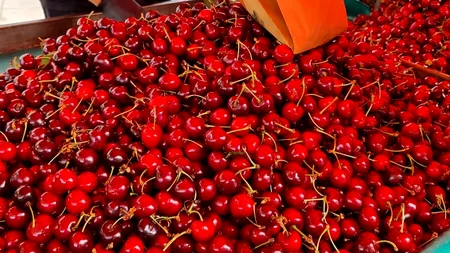 POVESTEA de succes a lui Adrian, fermierul care a pariat pe o afacere cu cireşe şi acum speră la un profit generos