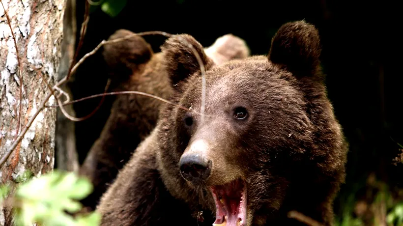 Jandarmii au intervenit pentru alungarea unei ursoaice cu doi pui de pe o stradă din Brașov