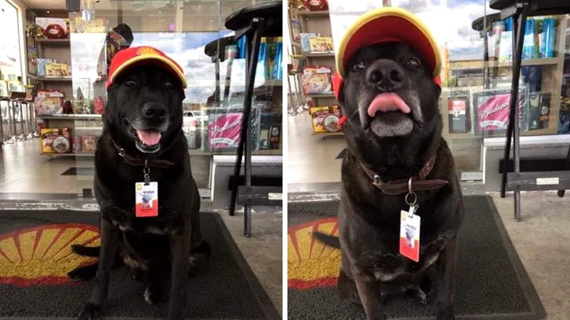 Cum a ajuns un câine să fie angajat la o benzinărie