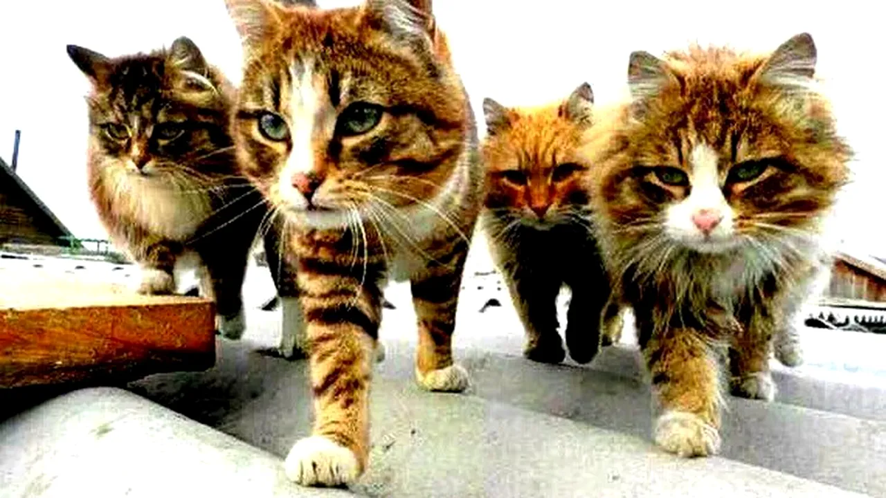 O nouă formă de solidaritate ia cu asalt rețelele sociale. Belgia combate alerta teroristă cu poze cu pisici