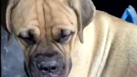 O cățelușă de doar 1 an a sărit din tren și a mers 200 de kilometri prin sălbăticie pentru a o găsi pe stăpâna care a abandonat-o. Reacția neașteptată a femeii - VIDEO