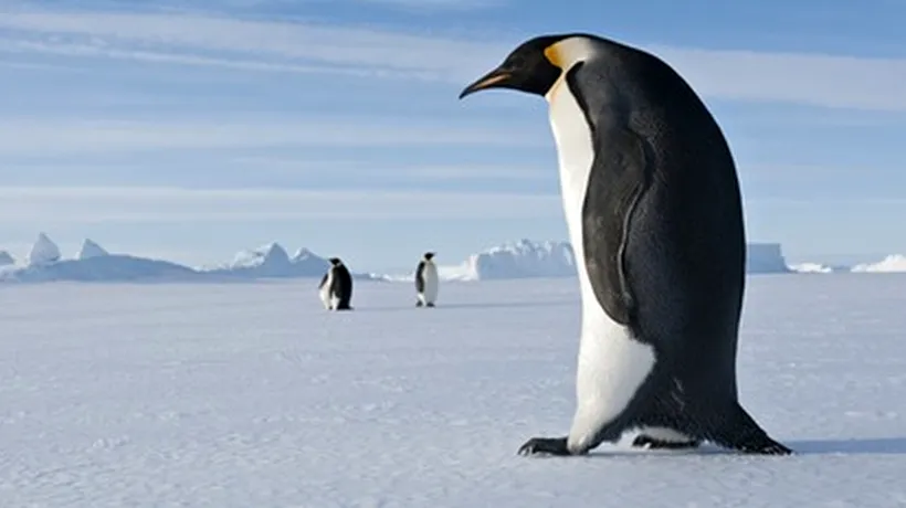 Un pinguin de 2 metri înălțime a trăit în Antarctica