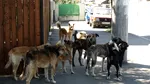 Un copil de 13 ani, din Iași, a sărit în râul Bahlui de frica unor CÂINI fără stăpân