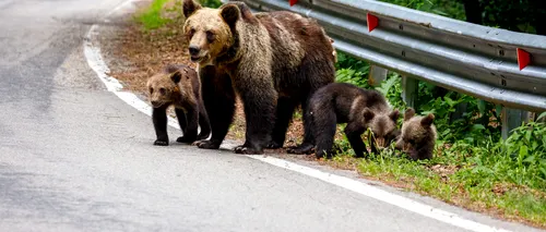 Propunere: Închisoare de 3 LUNI pentru românii care hrănesc urșii. Turiștii români, filmați în flagrant cum încalcă legea