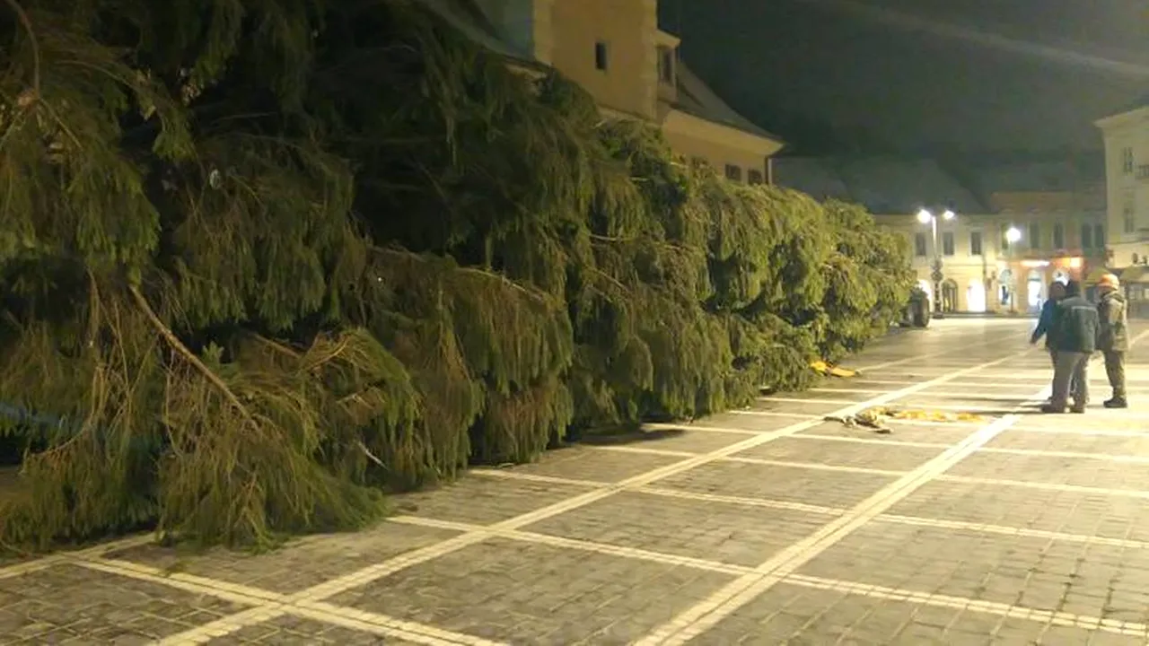 Bradul de Crăciun din Brașov are 70 de ani și 28 de metri și aproape 10 tone