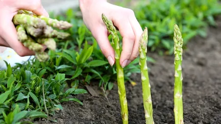 Câți euro primește salariu un român plecat la cules de sparanghel în Germania, acum, în iunie 2022