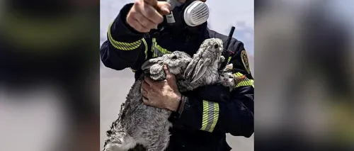 FOTO: Un pisic și doi iepuri, salvați de pompierii români din incendiul din Rhodos. „Din cauza fumului abia respirau”