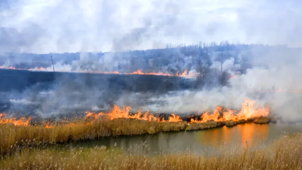 Incendiile de vegetație: de la cauze la posibile soluții
