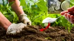Un bărbat a turnat un amestec de drojdie cu zahăr la rădăcinile plantelor și după 5 zile a rămas uluit! Descoperirea din curte a ajuns virală