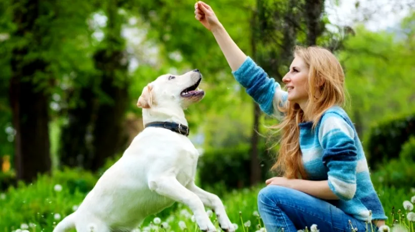 Creierul câinilor procesează vocile și emoțiile asemenea creierului uman