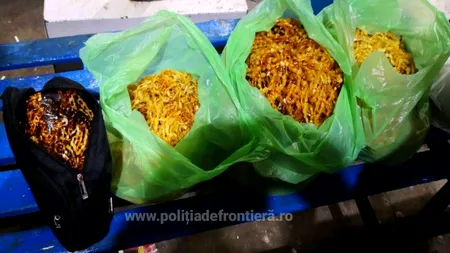 Captură impresionantă: 20 de kilograme de chihlimbar sub formă de șiraguri de mărgele, ascunse pe corpul unui turc - VIDEO / FOTO