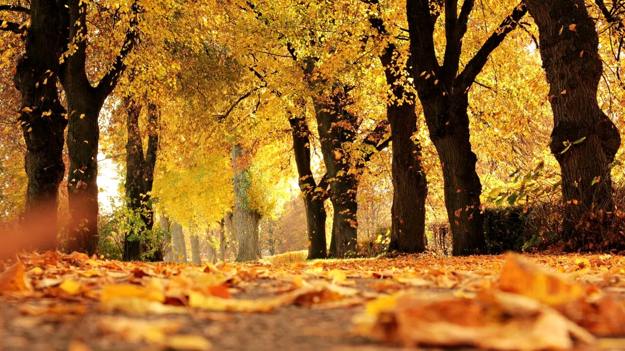 Prognoza meteo actualizată. Cum va fi vremea până la jumătatea lunii octombrie