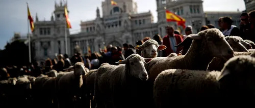 Sute de oi AU BLOCAT TRAFICUL în Madrid. TRADIȚIA pe care capitala Spaniei NU O UITĂ