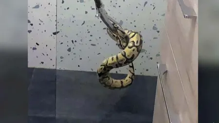 Un bucureștean s-a trezit cu un ȘARPE în baia apartamentului său, situat chiar în centrul Capitalei. De unde provenea reptila