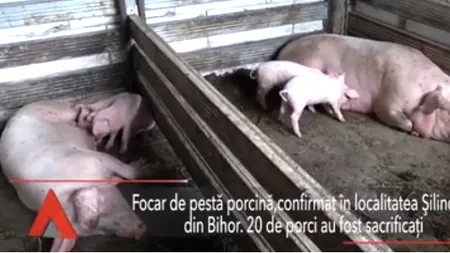 PESTA PORCINĂ: În Bihor 20 de porci au fost sacrificați. În Teleorman se vor aloca 84.000 de lei pentru limitarea efectelor virusului