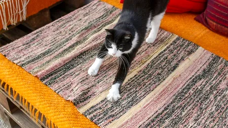 O pisică din Oradea are pagină pe Facebook: Câte aprecieri a adunat Mici - Pisica Cetății