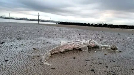 Creatură BIZARĂ, descoperită pe o plajă din Marea Britanie: „M-am întrebat imediat ce e, pentru că părea destul de mare”