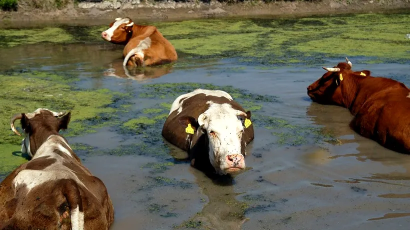 Boala limbii albastre la bovine și ovine, confirmată și în două localități din Prahova