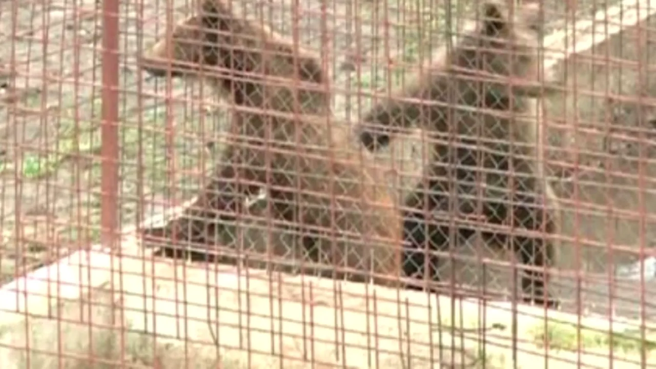 Leii și urșii lui lui Nuțu Cămătaru, mutați de Garda de Mediu la ZOO