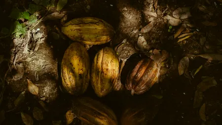 Omenirea poate pierde lupta cu schimbările climatice. Vinul, cafeaua și ciocolata ar putea dispărea complet de pe rafturile magazinelor