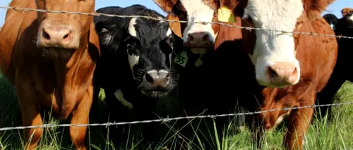 Comisia Europeană a aprobat României schema de ajutor de stat în valoare de 7,4 milioane de euro pentru a sprijini companiile active în sectorul de reproducere a bovinelor