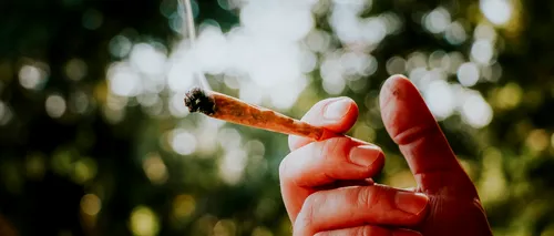 Consumul recreativ de marijuana, dezincriminat de Curtea Supremă