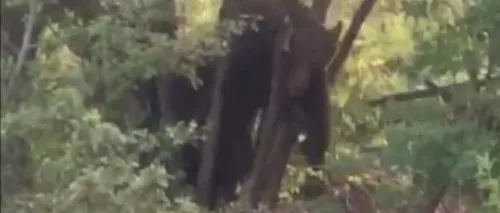 Un urs captiv într-un gard de sârmă ghimpată a fost eliberat după 12 ore. Animalul a urlat continuu de durere